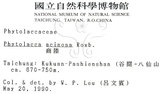 中文名:日本商陸(S002713)學名:Phytolacca japonica Makino(S002713)