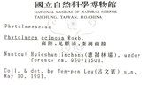 中文名:日本商陸(S003684)學名:Phytolacca japonica Makino(S003684)