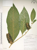 中文名:日本商陸(S013392)學名:Phytolacca japonica Makino(S013392)