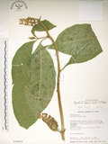 中文名:日本商陸(S014001)學名:Phytolacca japonica Makino(S014001)