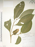 中文名:日本商陸(S016053)學名:Phytolacca japonica Makino(S016053)