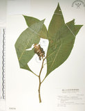 中文名:日本商陸(S028528)學名:Phytolacca japonica Makino(S028528)