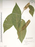 中文名:日本商陸(S028549)學名:Phytolacca japonica Makino(S028549)