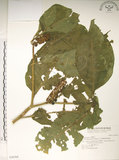 中文名:日本商陸(S036769)學名:Phytolacca japonica Makino(S036769)