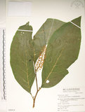 中文名:日本商陸(S049414)學名:Phytolacca japonica Makino(S049414)