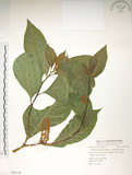中文名:日本商陸(S055158)學名:Phytolacca japonica Makino(S055158)
