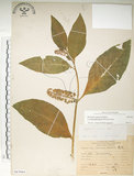 中文名:日本商陸(S067084)學名:Phytolacca japonica Makino(S067084)