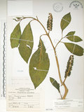 中文名:日本商陸(S067106)學名:Phytolacca japonica Makino(S067106)