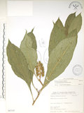 中文名:日本商陸(S067107)學名:Phytolacca japonica Makino(S067107)