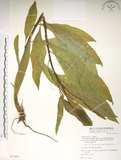 中文名:日本商陸(S077837)學名:Phytolacca japonica Makino(S077837)