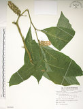 中文名:日本商陸(S085869)學名:Phytolacca japonica Makino(S085869)