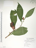 中文名:日本商陸(S086075)學名:Phytolacca japonica Makino(S086075)
