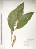 中文名:日本商陸(S091514)學名:Phytolacca japonica Makino(S091514)