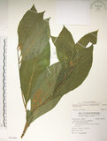 中文名:日本商陸(S091960)學名:Phytolacca japonica Makino(S091960)