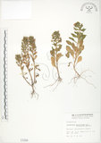 中文名:茅毛珍珠菜(S001208)學名:Lysimachia mauritiana Lam.(S001208)