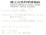 中文名:茅毛珍珠菜(S005562)學名:Lysimachia mauritiana Lam.(S005562)