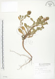 中文名:茅毛珍珠菜(S007764)學名:Lysimachia mauritiana Lam.(S007764)