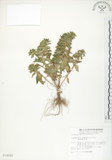 中文名:茅毛珍珠菜(S010585)學名:Lysimachia mauritiana Lam.(S010585)