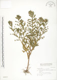 中文名:茅毛珍珠菜(S028337)學名:Lysimachia mauritiana Lam.(S028337)