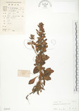 中文名:茅毛珍珠菜(S030147)學名:Lysimachia mauritiana Lam.(S030147)