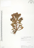 中文名:茅毛珍珠菜(S034077)學名:Lysimachia mauritiana Lam.(S034077)