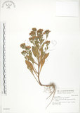 中文名:茅毛珍珠菜(S034552)學名:Lysimachia mauritiana Lam.(S034552)