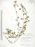 中文名:茅毛珍珠菜(S035471)學名:Lysimachia mauritiana Lam.(S035471)
