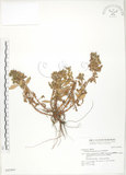 中文名:茅毛珍珠菜(S042964)學名:Lysimachia mauritiana Lam.(S042964)