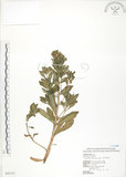 中文名:茅毛珍珠菜(S043131)學名:Lysimachia mauritiana Lam.(S043131)