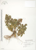 中文名:茅毛珍珠菜(S048362)學名:Lysimachia mauritiana Lam.(S048362)