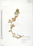 中文名:茅毛珍珠菜(S069090)學名:Lysimachia mauritiana Lam.(S069090)