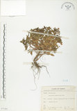中文名:茅毛珍珠菜(S071261)學名:Lysimachia mauritiana Lam.(S071261)