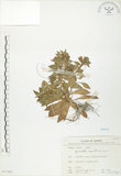 中文名:茅毛珍珠菜(S071262)學名:Lysimachia mauritiana Lam.(S071262)