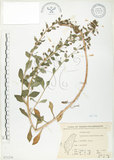 中文名:茅毛珍珠菜(S071270)學名:Lysimachia mauritiana Lam.(S071270)