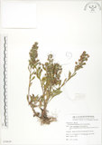 中文名:茅毛珍珠菜(S079630)學名:Lysimachia mauritiana Lam.(S079630)