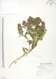 中文名:茅毛珍珠菜(S085376)學名:Lysimachia mauritiana Lam.(S085376)