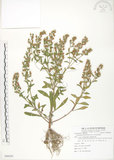 中文名:茅毛珍珠菜(S086291)學名:Lysimachia mauritiana Lam.(S086291)