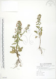 中文名:茅毛珍珠菜(S086300)學名:Lysimachia mauritiana Lam.(S086300)