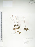 中文名:單花鹿蹄草(S006566)學名:Moneses uniflora (L.) A. Gray(S006566)