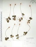 中文名:單花鹿蹄草(S008391)學名:Moneses uniflora (L.) A. Gray(S008391)