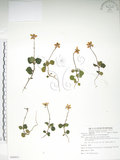 中文名:單花鹿蹄草(S086031)學名:Moneses uniflora (L.) A. Gray(S086031)