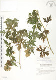 中文名:台灣烏頭(S031616)學名:Aconitum fukutomei Hayata(S031616)