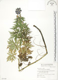 中文名:臺灣烏頭(S051168)學名:Aconitum fukutomei Hayata(S051168)