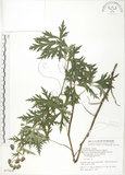 中文名:台灣烏頭(S077458)學名:Aconitum fukutomei Hayata(S077458)