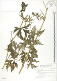 中文名:蔓烏頭(S030735)學名:Aconitum fukutomei Hayata var. formosanum (Tamura) Yang & Huang(S030735)