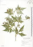 中文名:蔓烏頭(S046548)學名:Aconitum fukutomei Hayata var. formosanum (Tamura) Yang & Huang(S046548)