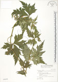 中文名:蔓烏頭(S046549)學名:Aconitum fukutomei Hayata var. formosanum (Tamura) Yang & Huang(S046549)