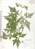 中文名:蔓烏頭(S046579)學名:Aconitum fukutomei Hayata var. formosanum (Tamura) Yang & Huang(S046579)