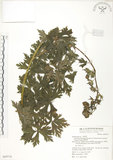 中文名:蔓烏頭(S069718)學名:Aconitum fukutomei Hayata var. formosanum (Tamura) Yang & Huang(S069718)