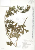 中文名:蔓烏頭(S069719)學名:Aconitum fukutomei Hayata var. formosanum (Tamura) Yang & Huang(S069719)